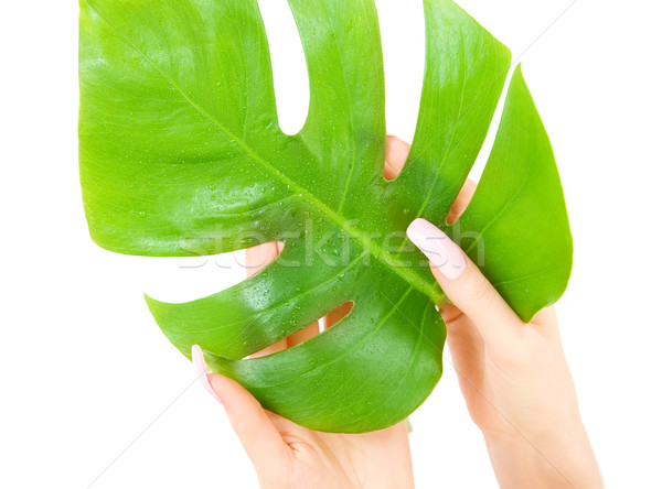 female hands with green leaf Stock photo © dolgachov