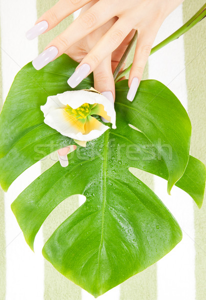 female hands with green leaf and flower Stock photo © dolgachov