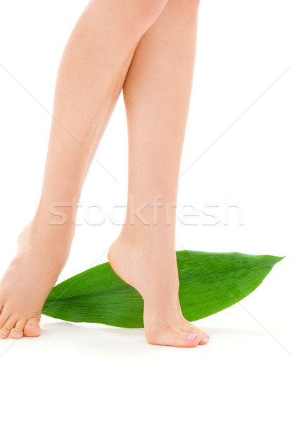 Femenino piernas hoja verde Foto blanco mujer Foto stock © dolgachov