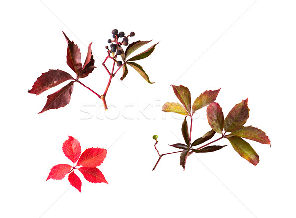 autumn grape leaves and bunch with berries Stock photo © dolgachov