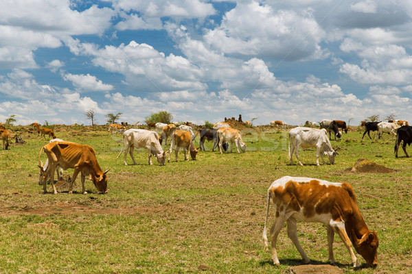 cows grazing in savannah at africa Stock photo © dolgachov