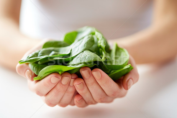 Frau Hände halten Spinat Blätter Stock foto © dolgachov