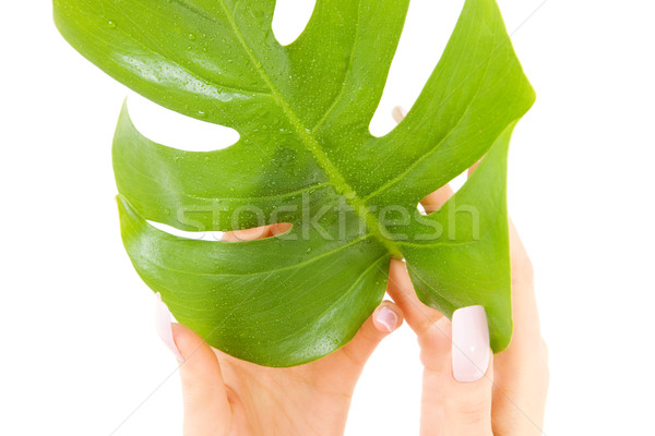 Femenino manos hoja verde Foto blanco mujer Foto stock © dolgachov