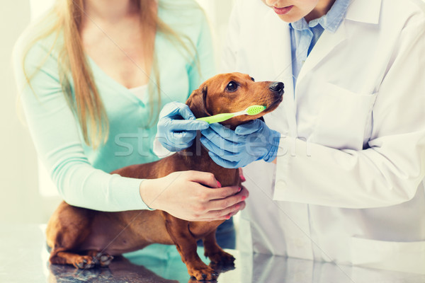 Stock photo: close up of veterinarian brushing dog teeth