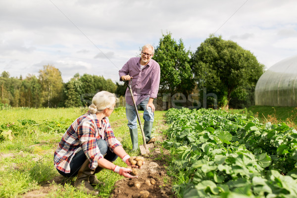 Foto stock: Casal · de · idosos · batatas · jardim · fazenda