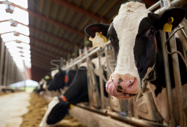 herd of cows eating hay in cowshed on dairy farm Stock photo © dolgachov