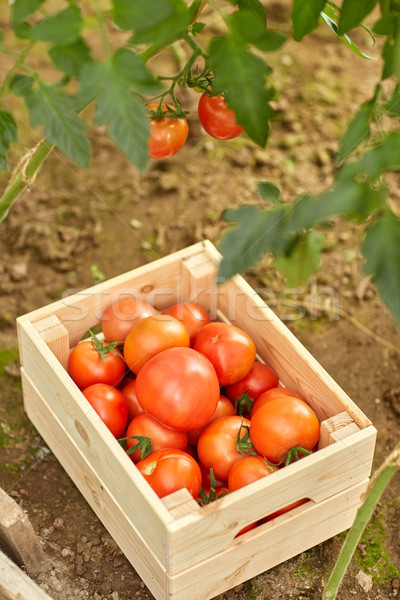 Foto d'archivio: Rosso · pomodori · legno · finestra · estate · giardino