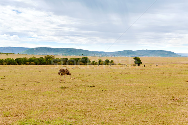 ostrich and other animals in savannah at africa Stock photo © dolgachov