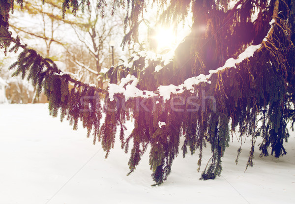 fir branch and snow in winter forest Stock photo © dolgachov