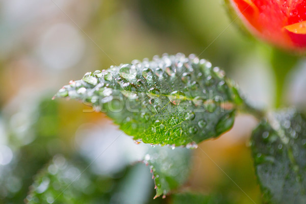 Stock photo: close up of rose flower