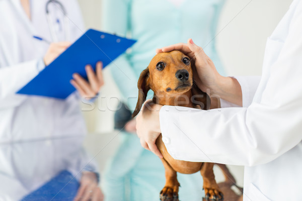 Veterinário bassê cão clínica medicina Foto stock © dolgachov