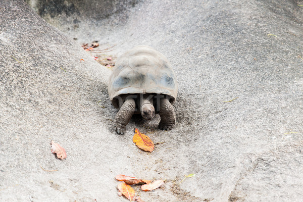 giant tortoise outdoors on seychelles Stock photo © dolgachov