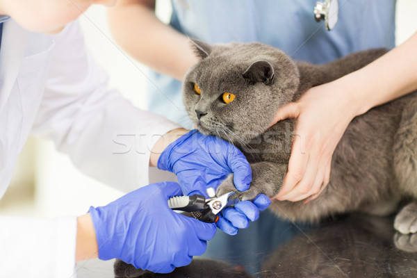 close up of vet with clipper cutting cat nail Stock photo © dolgachov