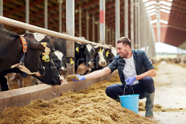 Człowiek krów siano mleczarnia gospodarstwa Zdjęcia stock © dolgachov
