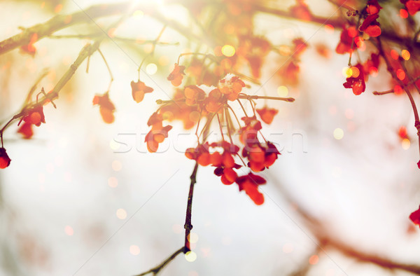 spindle or euonymus branch with fruits in winter Stock photo © dolgachov