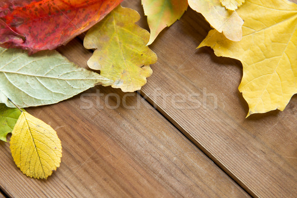 close up of many different fallen autumn leaves Stock photo © dolgachov
