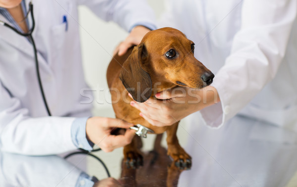 Veterinário estetoscópio cão clínica medicina Foto stock © dolgachov