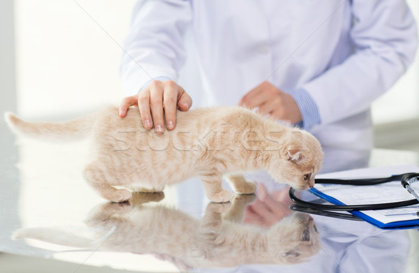 close up of vet with scottish kitten at clinic Stock photo © dolgachov