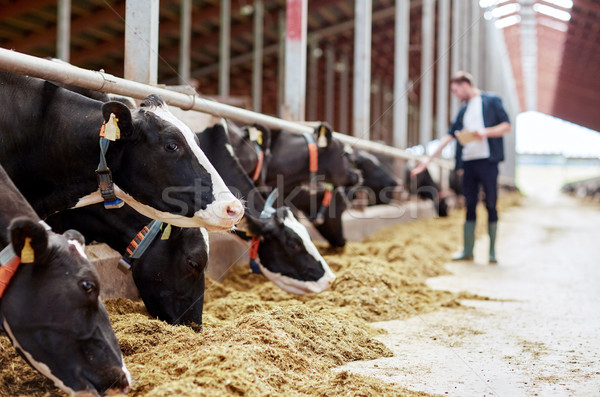 herd of cows eating hay in cowshed on dairy farm Stock photo © dolgachov