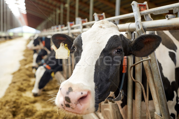 herd of cows eating hay in cowshed on dairy farm Stock photo © dolgachov