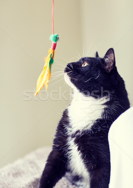 黒白 猫 演奏 羽毛 おもちゃ ペット ストックフォト © dolgachov