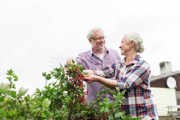 Stockfoto: Oogst · bes · zomer · tuin