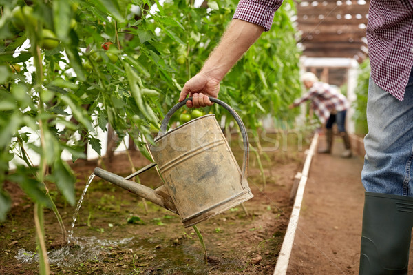 senior man with watering can at farm greenhouse Stock photo © dolgachov
