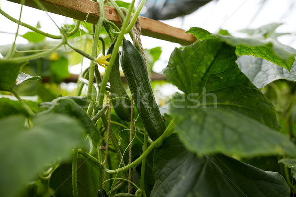 [[stock_photo]]: Concombre · croissant · jardin · légumes · jardinage