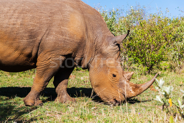 Foto stock: Rinoceronte · sabana · África · animales · naturaleza · fauna