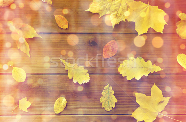 set of many different fallen autumn leaves Stock photo © dolgachov