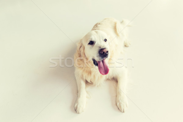 Közelkép golden retriever kutya padló gyógyszer díszállatok Stock fotó © dolgachov