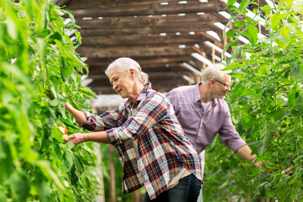 Boldog idős pár farm üvegház gazdálkodás kertészkedés Stock fotó © dolgachov