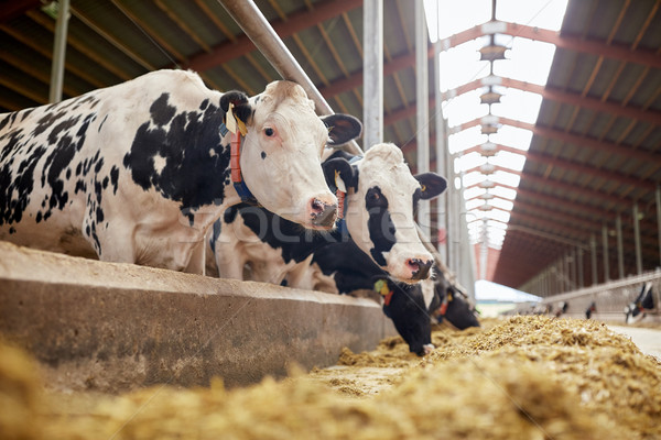 herd of cows eating hay in cowshed on dairy farm Stock photo © dolgachov