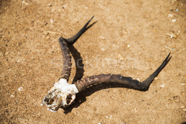impala antelope skull with horns on ground Stock photo © dolgachov