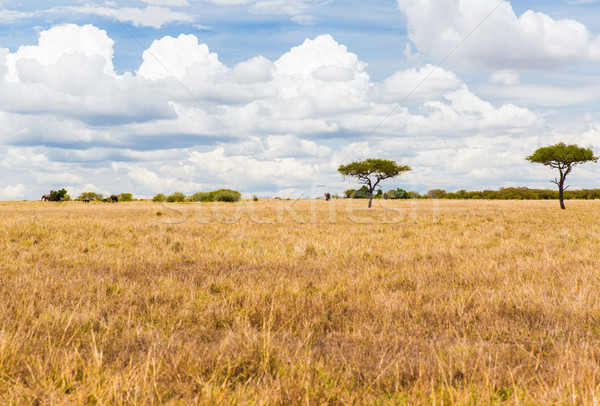 elephants in savannah at africa Stock photo © dolgachov