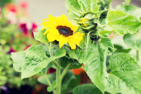 close up of blooming sunflower in garden Stock photo © dolgachov