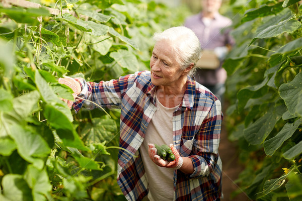 Foto stock: Velha · pepinos · para · cima · fazenda · estufa