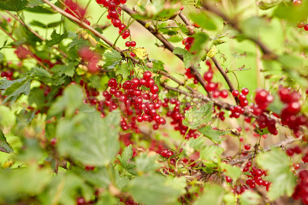 Piros ribiszke bogyók ág nyár kert Stock fotó © dolgachov