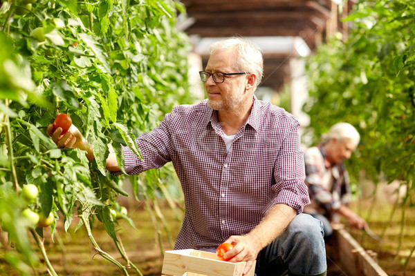 old man picking tomatoes up at farm greenhouse Stock photo © dolgachov