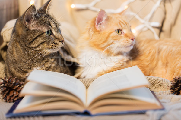 Stock photo: two cats lying on sofa with book at home