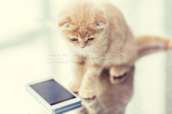 close up of scottish fold kitten with smartphone Stock photo © dolgachov