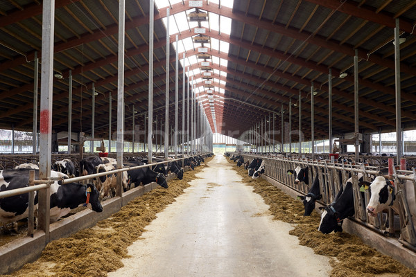 herd of cows eating hay in cowshed on dairy farm Stock photo © dolgachov