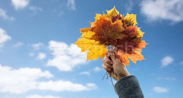 Vrouw handen najaar esdoorn bladeren Stockfoto © dolgachov