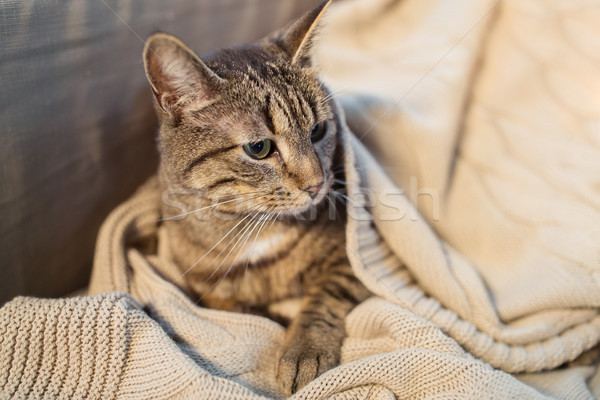 tabby cat lying on blanket at home in winter Stock photo © dolgachov