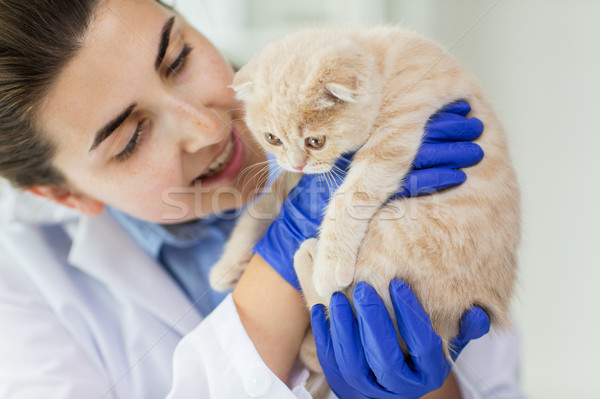 close up of vet with scottish kitten at clinic Stock photo © dolgachov