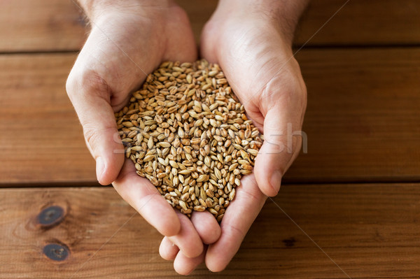 male farmers hands holding malt or cereal grains Stock photo © dolgachov