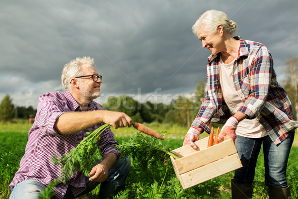 [[stock_photo]]: Couple · de · personnes · âgées · boîte · carottes · ferme · jardinage