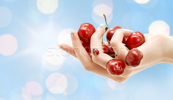 Stock photo: female hand full of red cherries