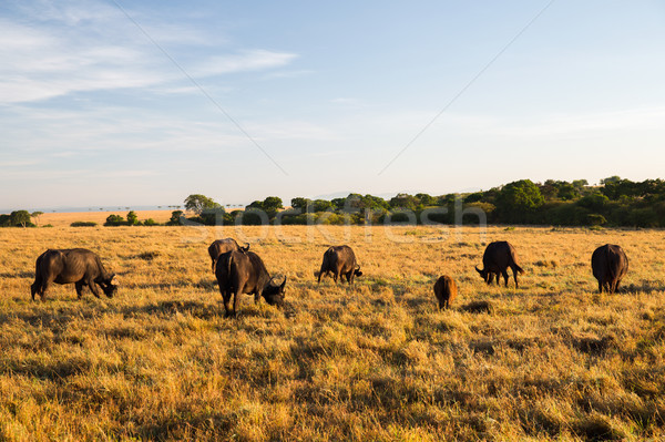 buffalo bulls grazing in savannah at africa Stock photo © dolgachov