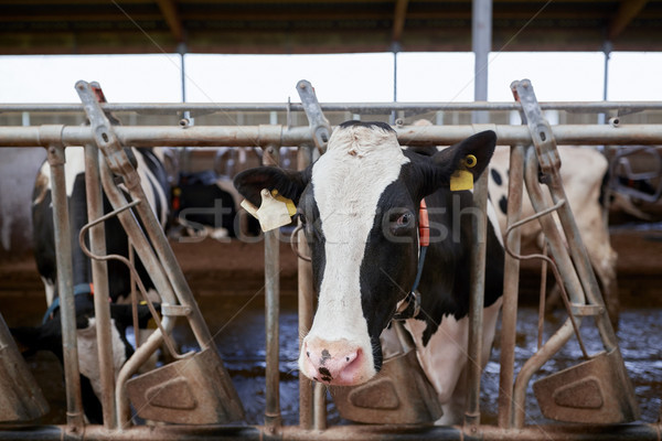 Stock photo: herd of cows in cowshed on dairy farm